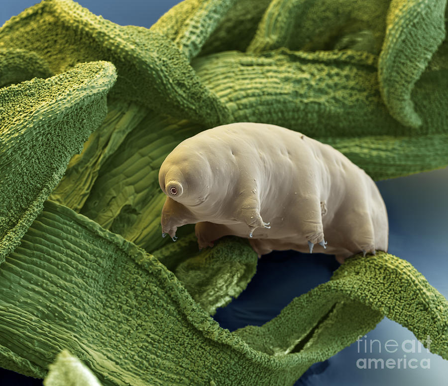 Animal Photograph - Water Bear #3 by Eye of Science and Science Source