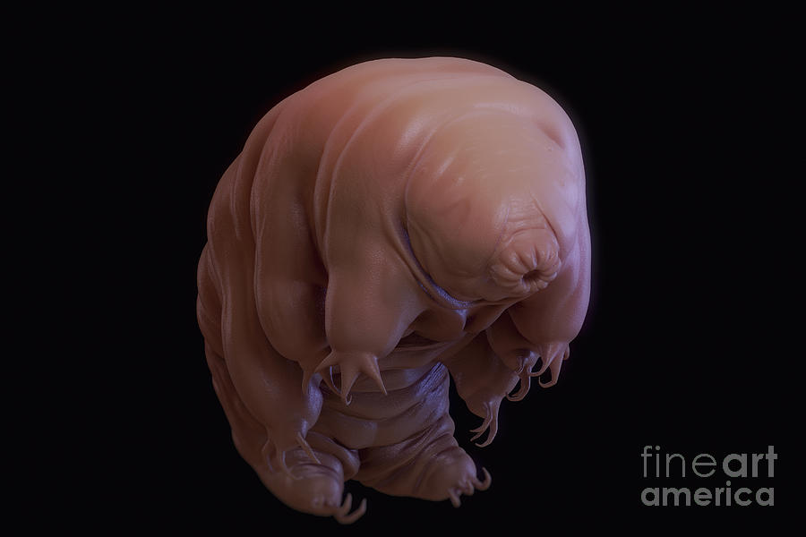 Animal Photograph - Water Bear Tardigrades #3 by Science Picture Co