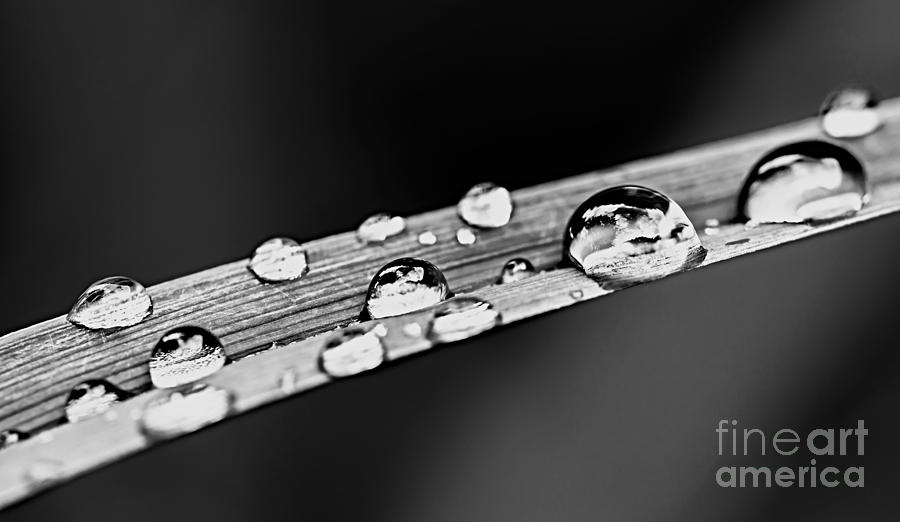Nature Photograph - Dew on grass blade by Elena Elisseeva