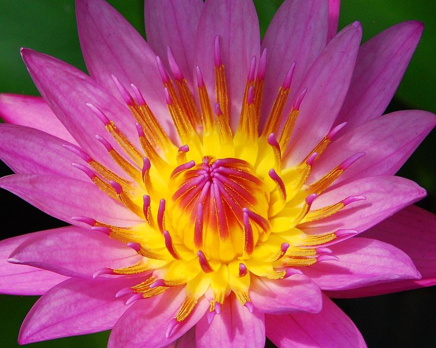 Water Lily 1 Photograph by Allen Beatty