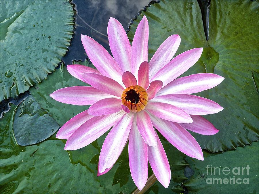 Star Burst Water Lily Photograph by Cheryl Cutler