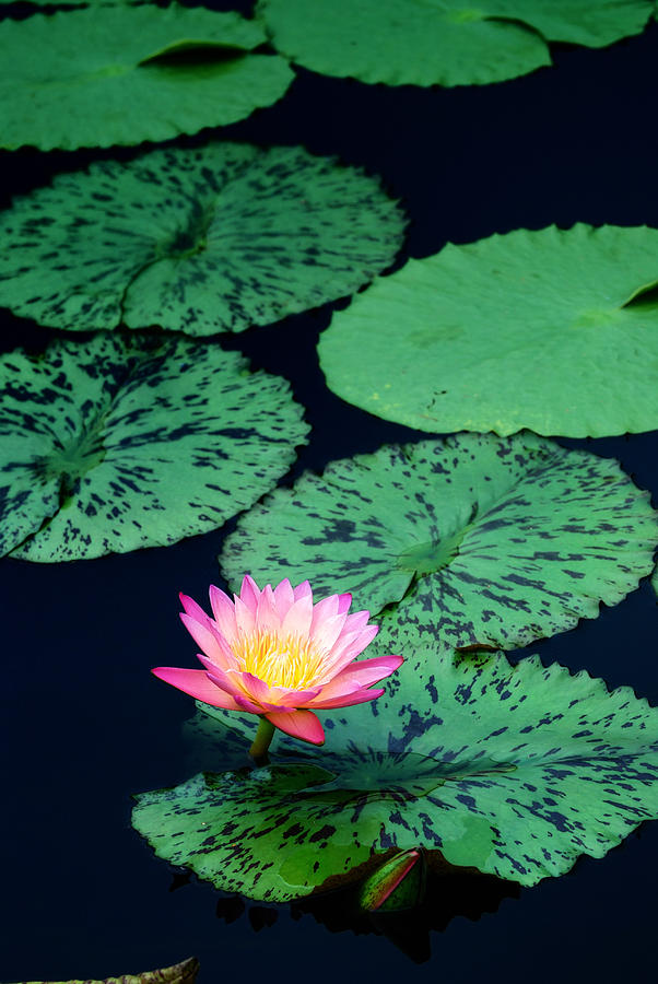 Water lily #3 Photograph by Songquan Deng