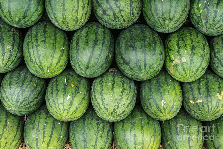 Watermelon #3 Photograph by Tosporn Preede