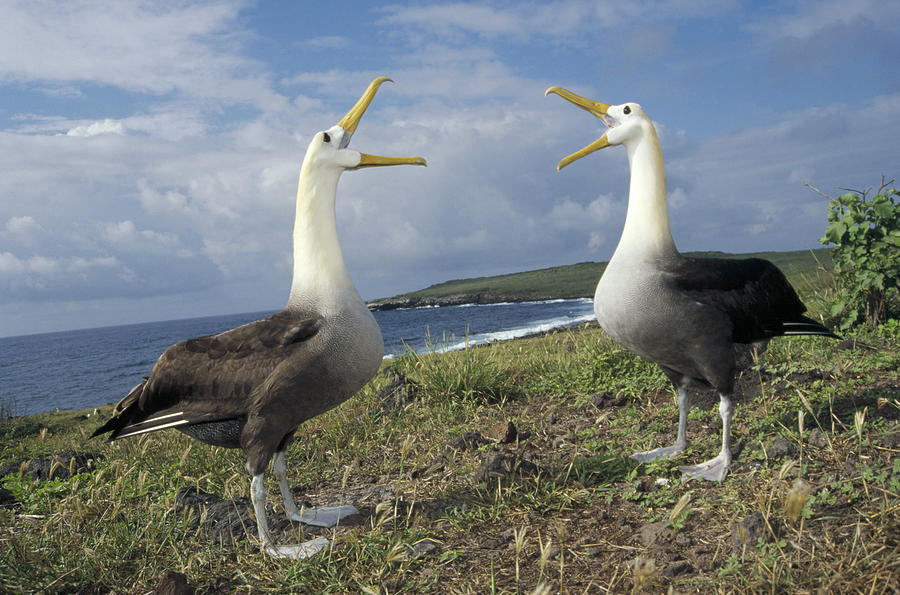 Waved Albatross Courtship Display #3 Photograph by Tui De Roy