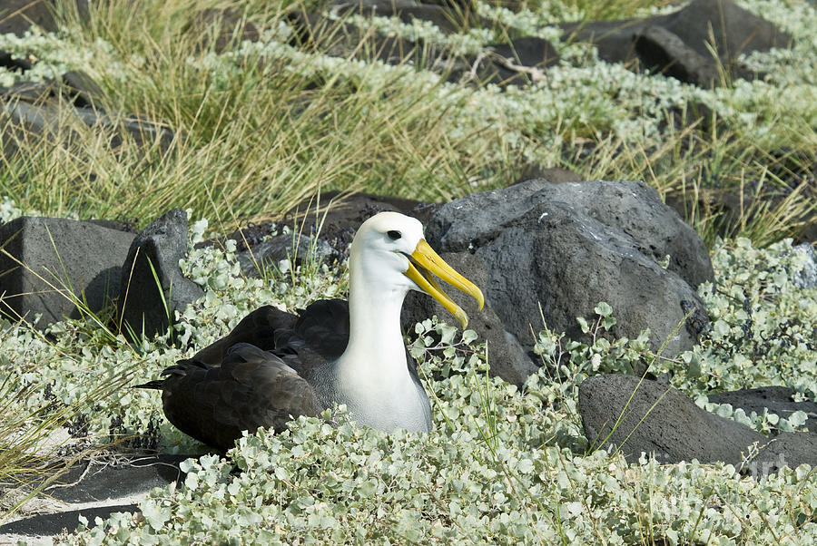 Waved Albatross #3 Photograph by William H. Mullins