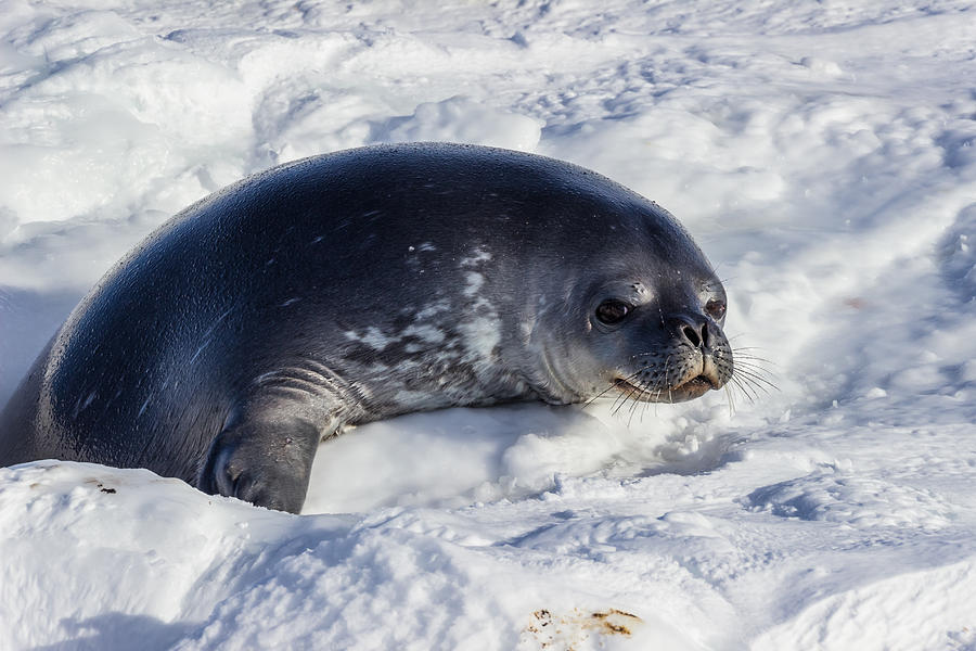 Weddell Seal Photograph by Ben Adkison - Fine Art America