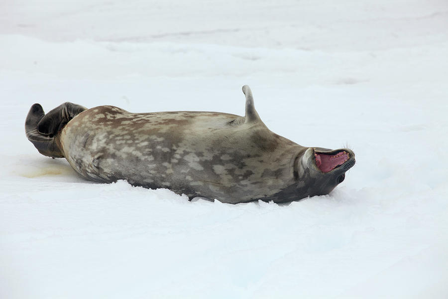 Weddell Seal Leptonychotes Weddellii Photograph by Kelvin Aitken | Fine ...