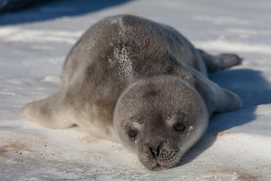 Weddell Seal Pup Photograph by Ben Adkison - Fine Art America