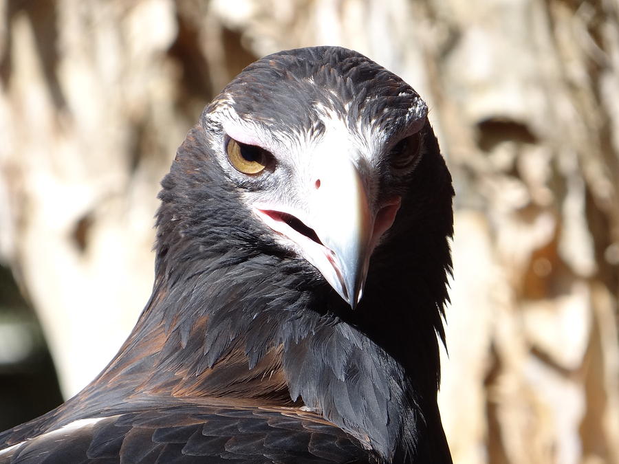 Holiday Photograph - Wedge-tailed Eagle #3 by Dani Katz