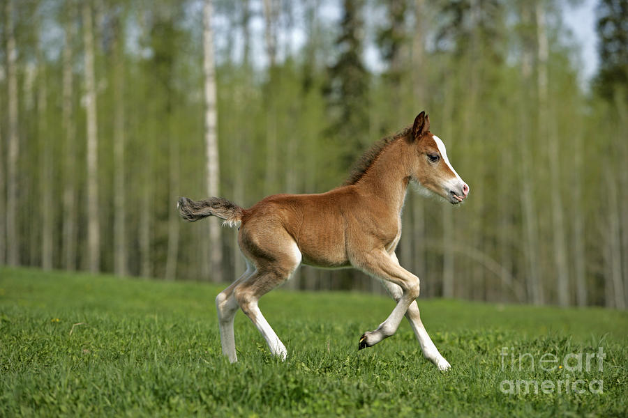 Welsh Mountain Pony Colt #5 Photograph by Rolf Kopfle