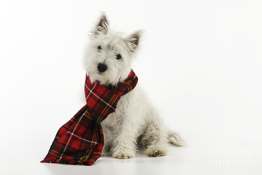 West Highland White Terrier Puppy #3 Photograph by John Daniels