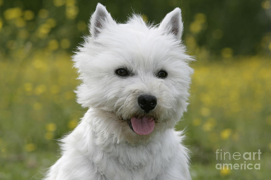 West Highland White Terrier #8 Photograph by Rolf Kopfle
