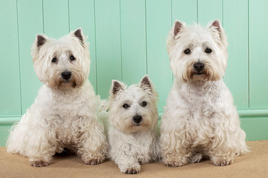 West Highland White Terriers #3 Photograph by John Daniels