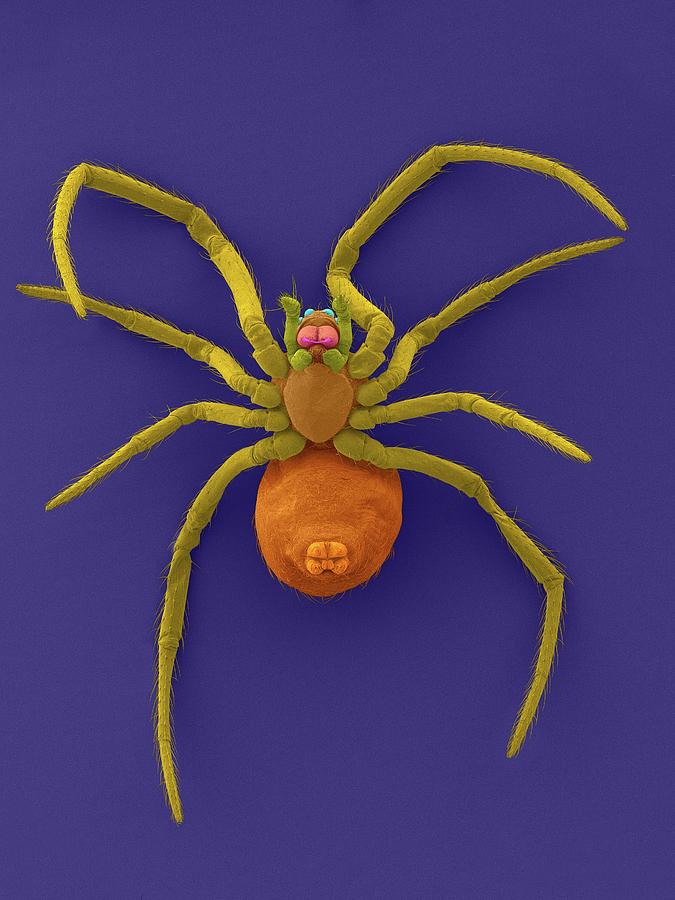 Spider Photograph - Western Black Widow Spiderling #3 by Dennis Kunkel Microscopy/science Photo Library