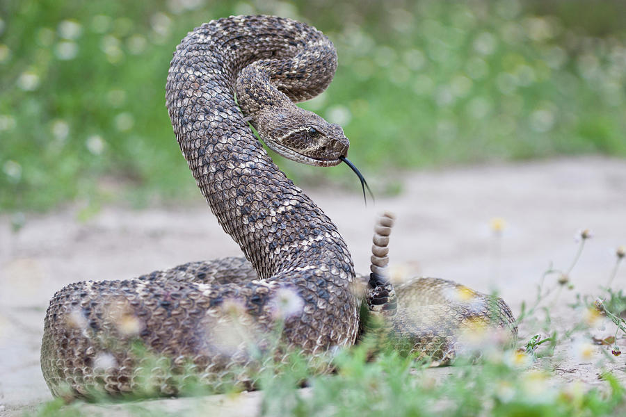 Snake Photograph - Western Diamondback Rattlesnake #3 by Larry Ditto