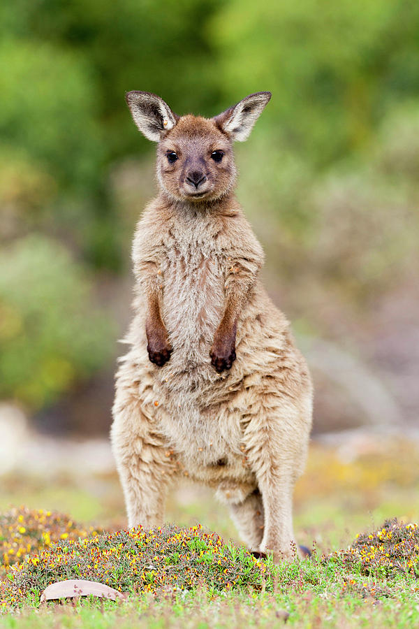 Animal Photograph - Western Grey Kangaroo (macropus #3 by Martin Zwick