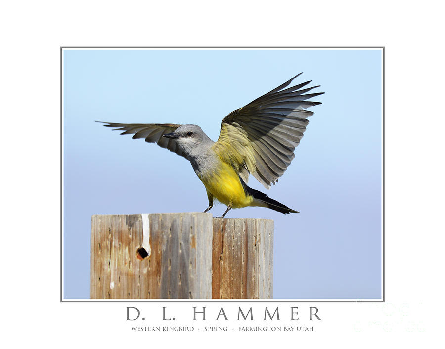 Western Kingbird #3 Photograph by Dennis Hammer