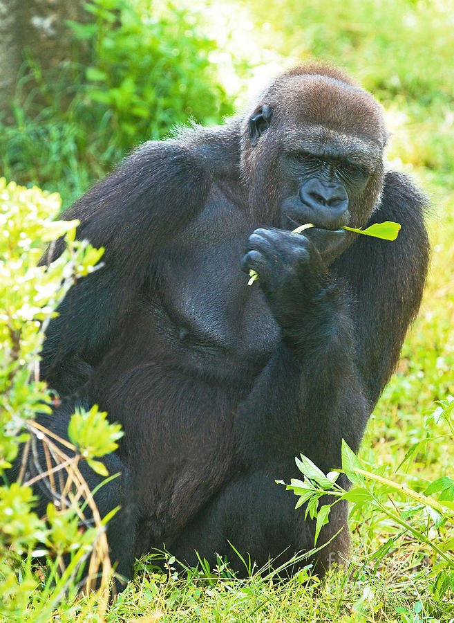 Western Lowland Gorilla, Female #3 Photograph by Millard H. Sharp