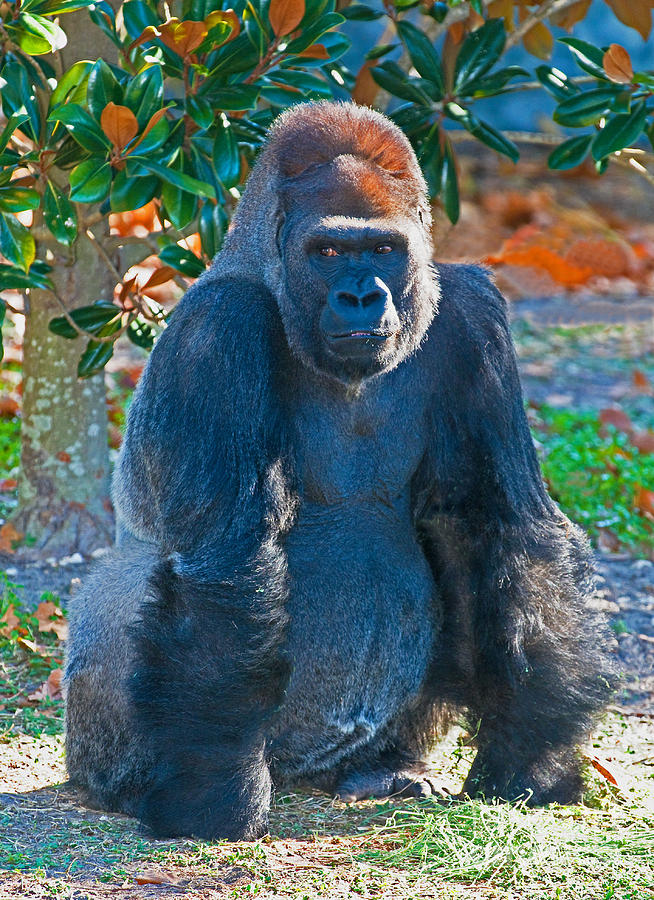 Western Lowland Gorilla #3 Photograph by Millard H. Sharp