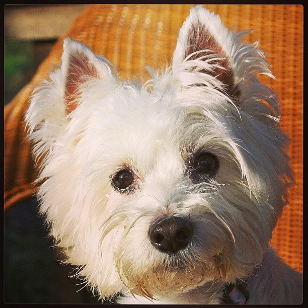 Dog Photograph - #westie #3 by Kelly Hasenoehrl