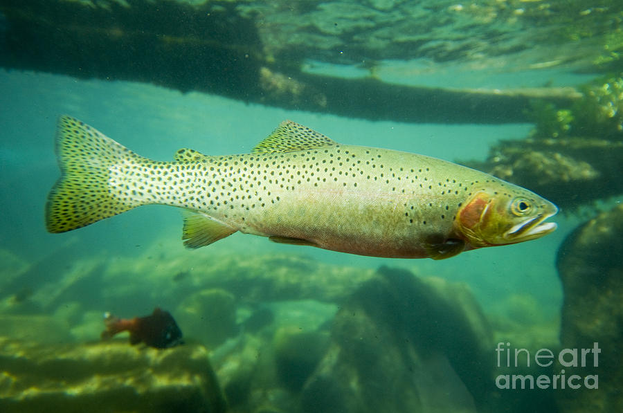 Westslope Cutthroat Trout #3 Photograph by William H. Mullins