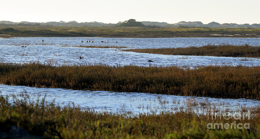 Wetland Photograph