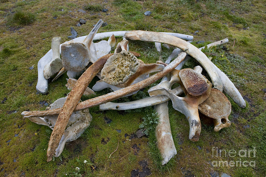Whale Bones #3 Photograph by John Shaw