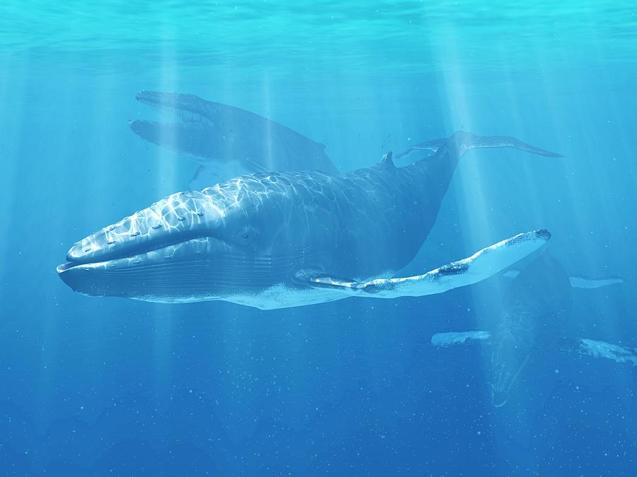 Whale Swimming Underwater Photograph by Sciepro/science Photo Library ...