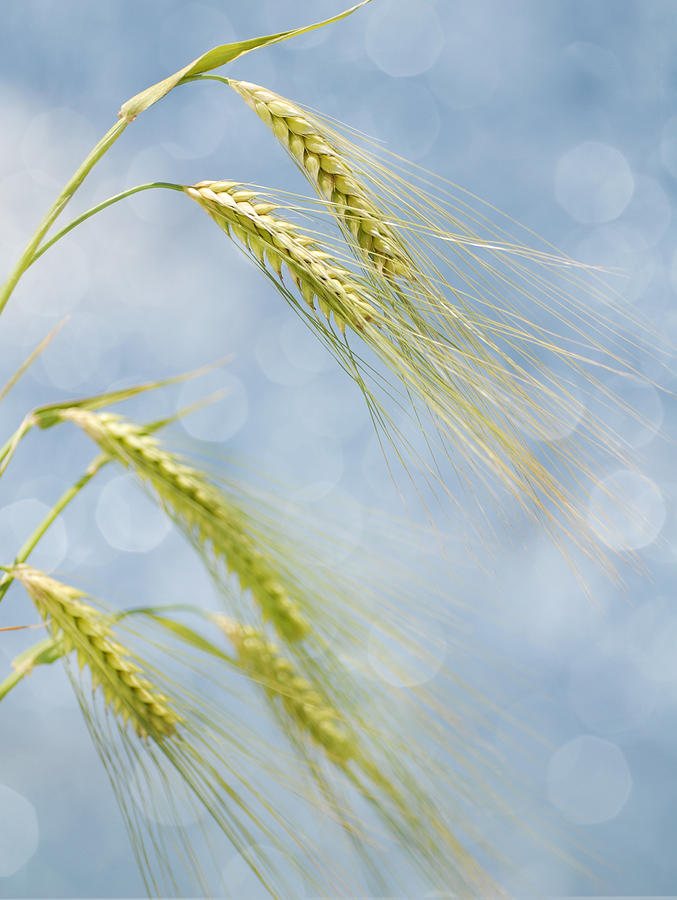 Wheat Photograph