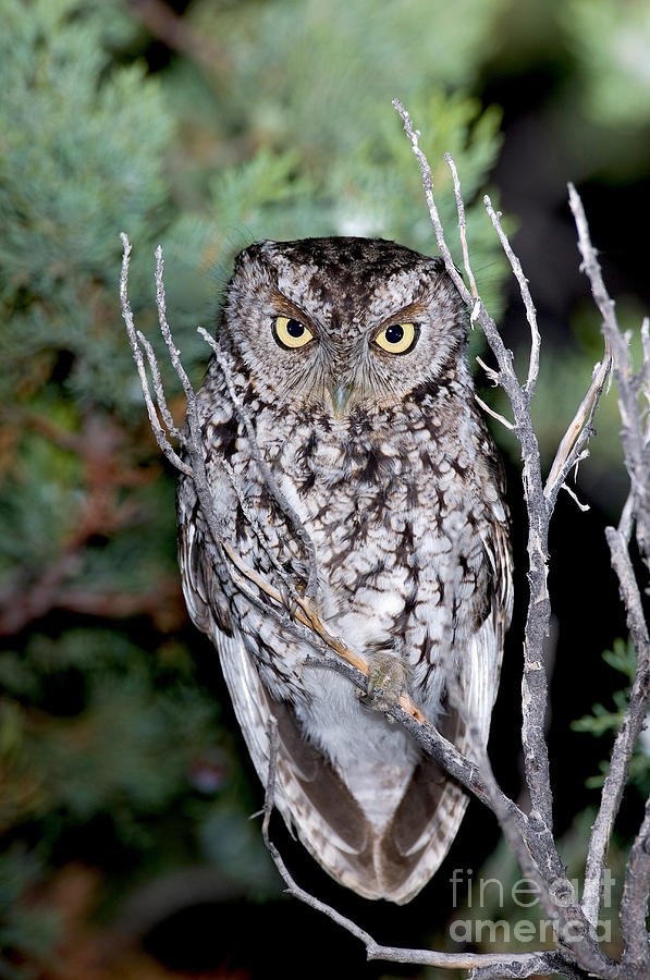 Owl Photograph - Whiskered Screech Owl #3 by Anthony Mercieca