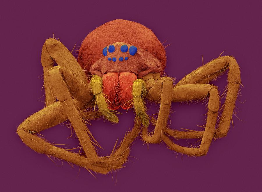 Spider Photograph - White-banded Fishing Spider #3 by Dennis Kunkel Microscopy/science Photo Library