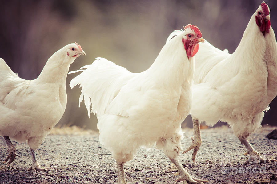 3 White Chickens Photograph by Cheryl Baxter