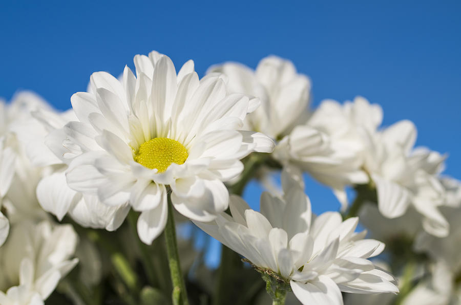 White daisies #3 Photograph by Paulo Goncalves