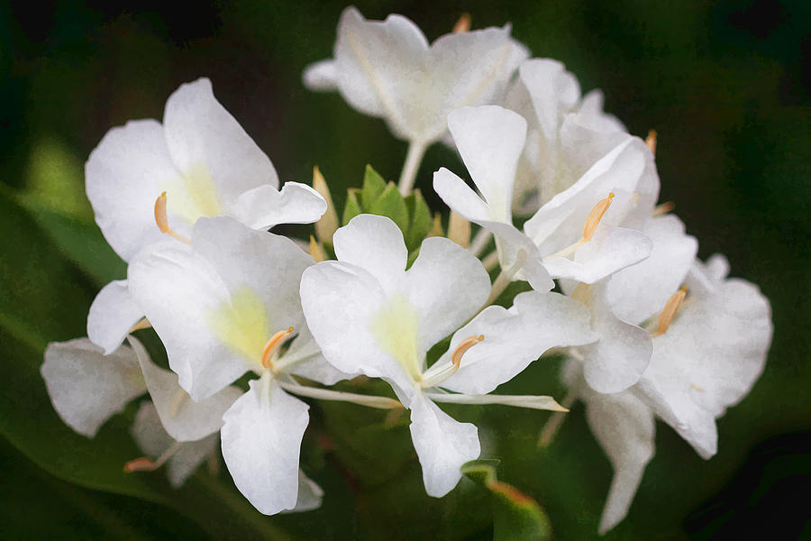 White Ginger Flowers H Coronarium Painted Photograph by Rich Franco ...