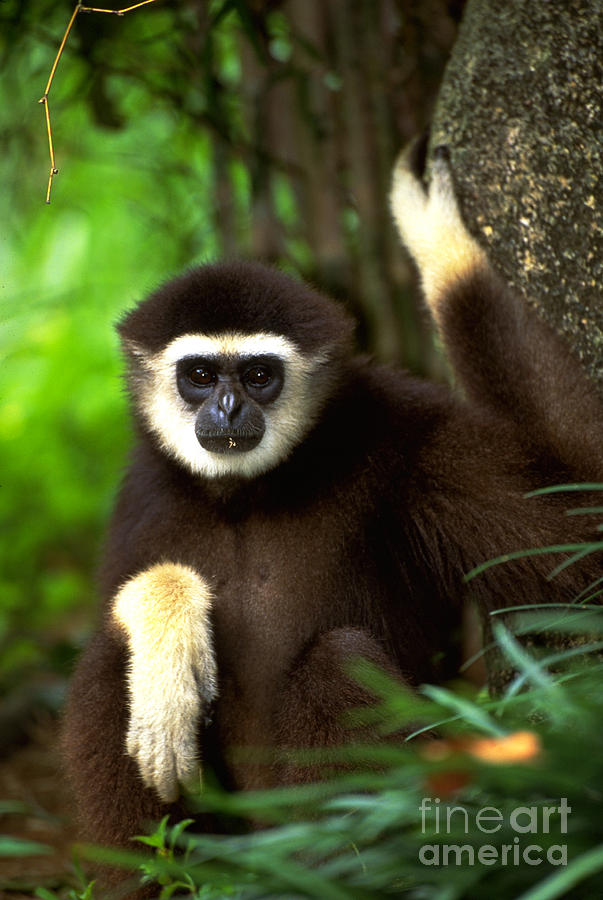 White-handed Gibbon #3 Photograph by Art Wolfe