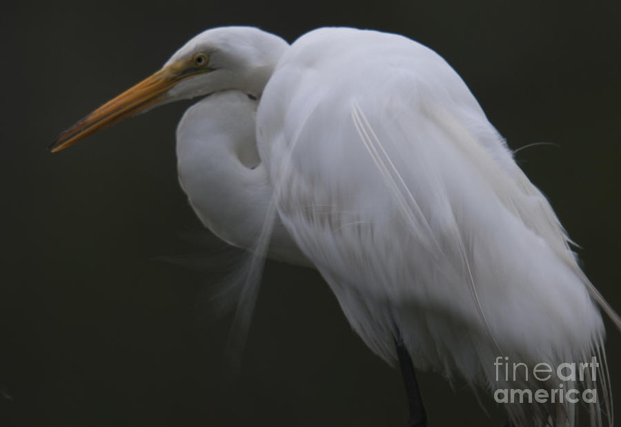 White Heron Portrait Photograph by Dale Powell