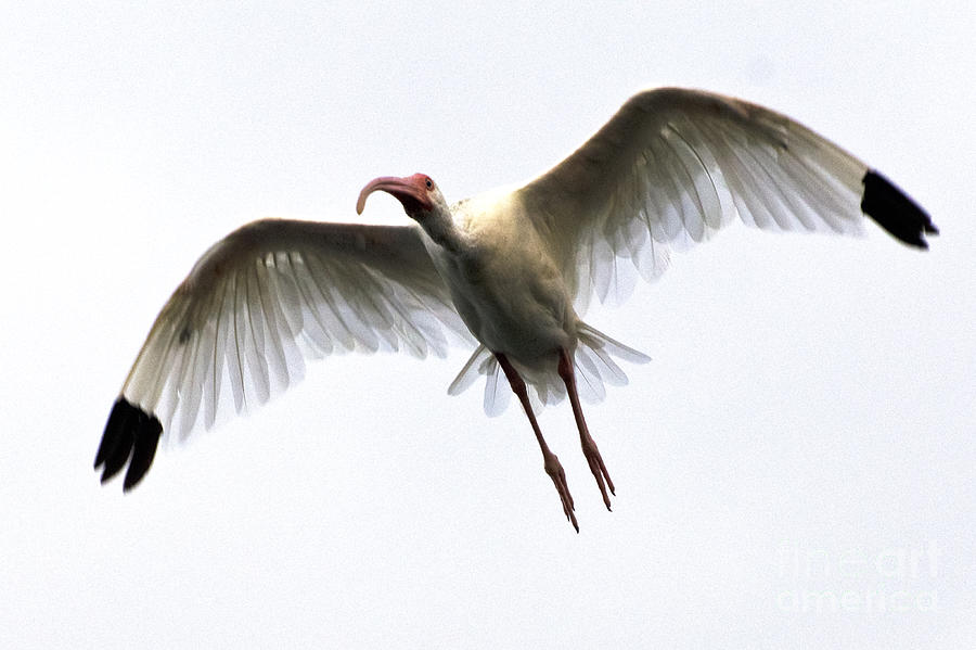 Nature Photograph - White Ibis #5 by Mark Newman