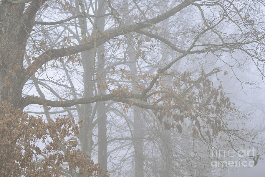 White Oak Tree in Fog #3 Photograph by Thomas R Fletcher