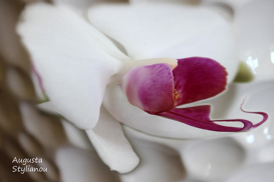 Flowers Still Life Digital Art - White Orchid #4 by Augusta Stylianou