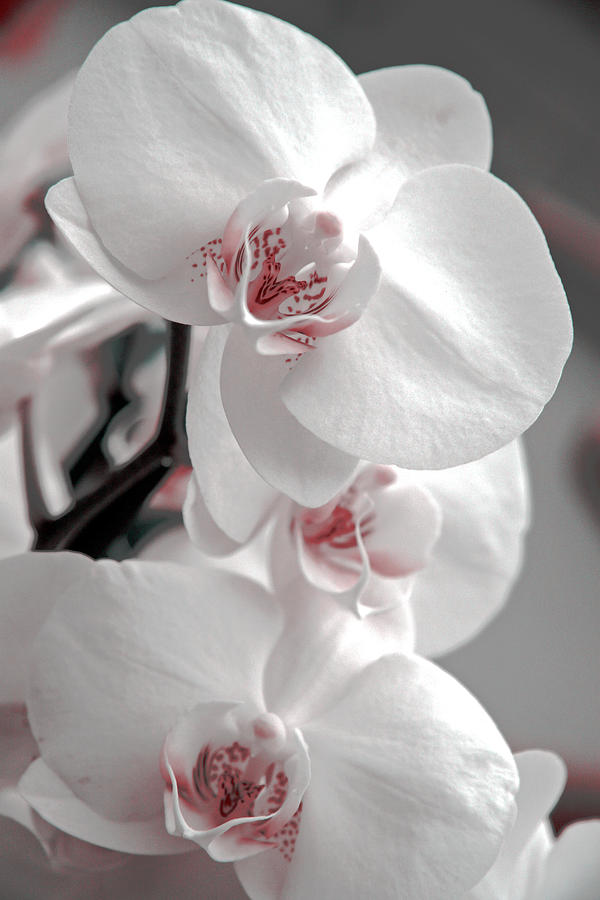 Orchid Photograph - White orchid  #4 by Lali Kacharava