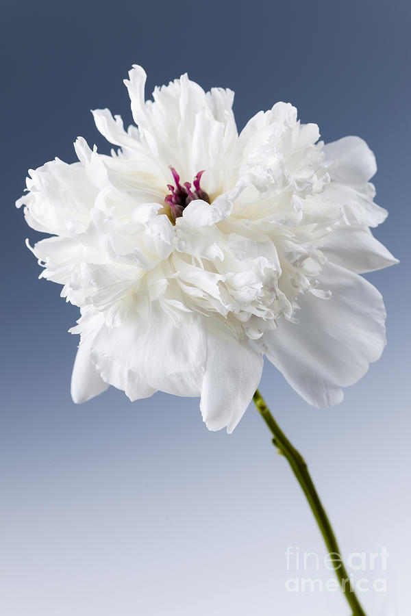 White peony flower portrait Photograph by Elena Elisseeva