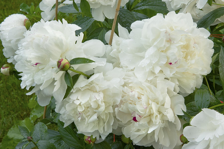 White Peony Flowers #3 Photograph by Keith Webber Jr
