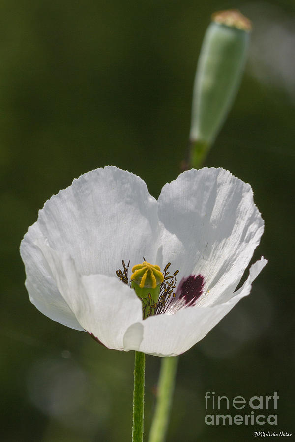 White Poppy Photograph