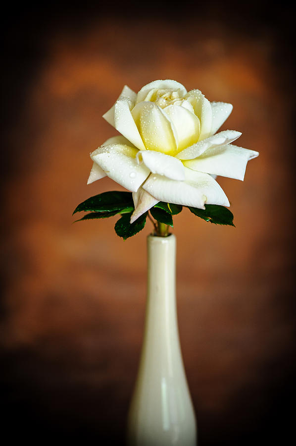 White Rose #3 Photograph by Mark Llewellyn