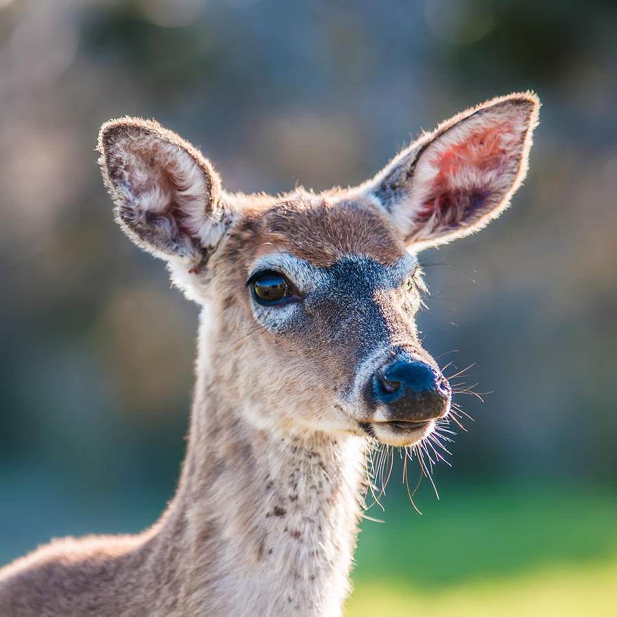 White Tail Deer Bambi In The Wild #3 Photograph by Alex Grichenko