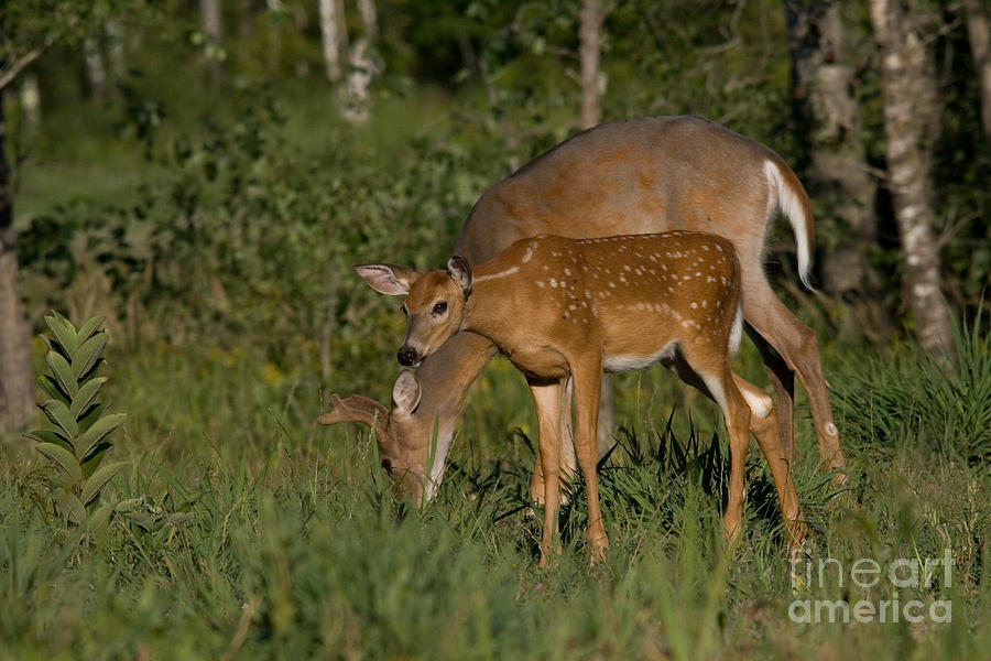 White-tailed Buck And Fawn #3 Photograph by Linda Freshwaters Arndt