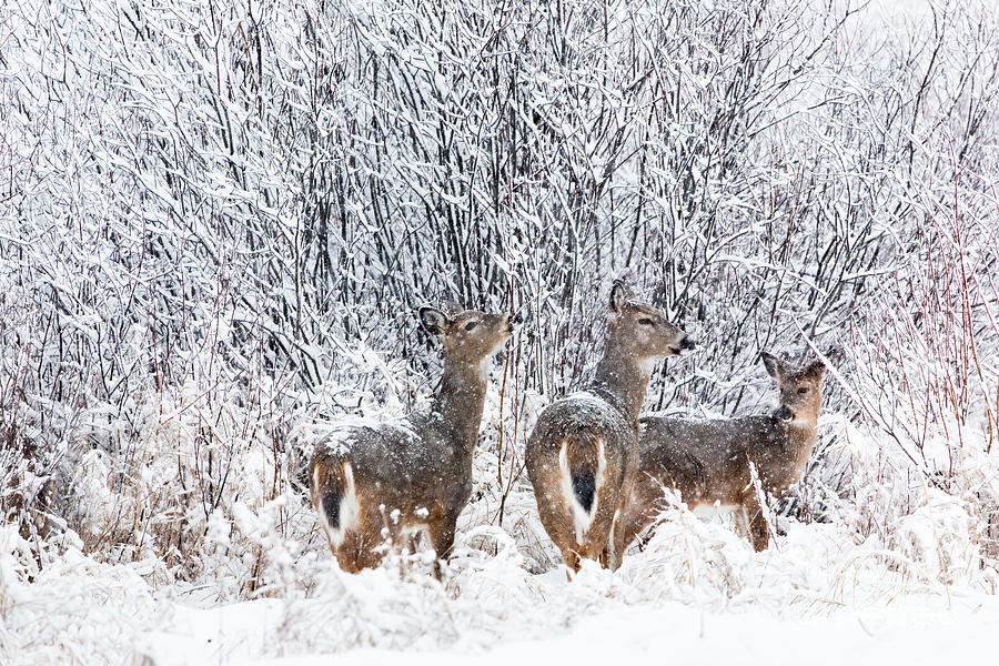 Deer Photograph - White-tailed Deer Odocoileus Virginianus #3 by Linda Freshwaters Arndt