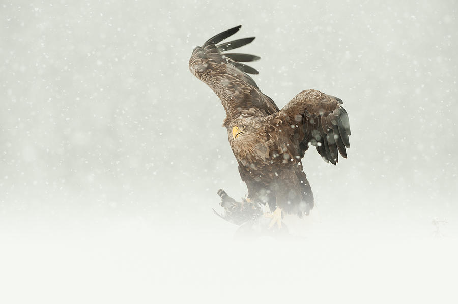 White-tailed Eagle #3 Photograph by Andy Astbury