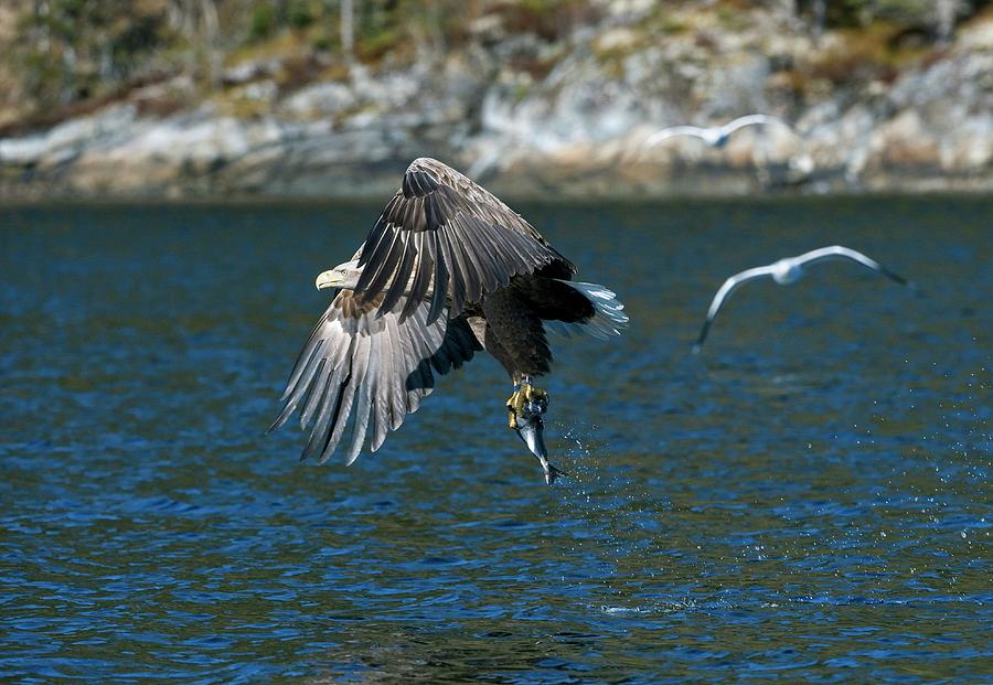 White-tailed Eagle Hunting #3 Photograph by Dr P. Marazzi/science Photo Library