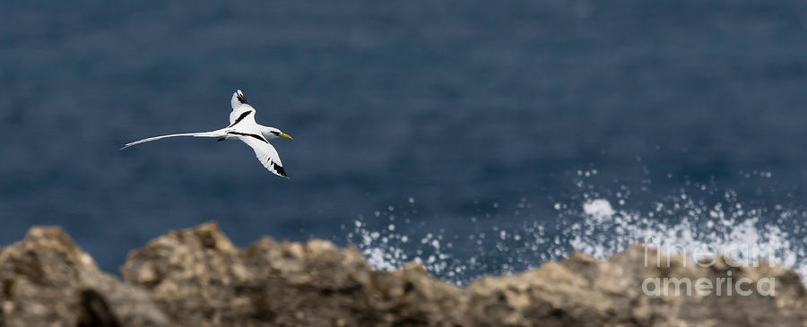 White-tailed Tropicbird #1 Photograph by Jean-Luc Baron